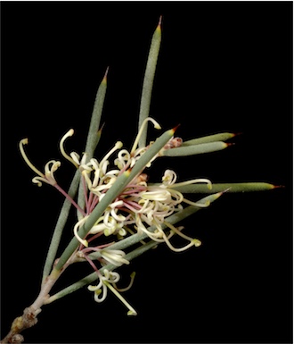 APII jpeg image of Hakea preissii  © contact APII