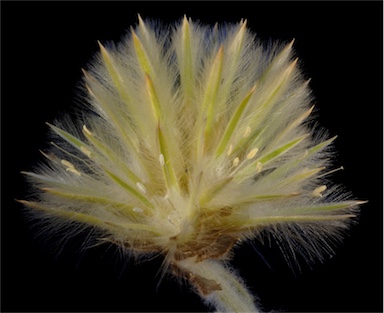 APII jpeg image of Ptilotus clementii  © contact APII