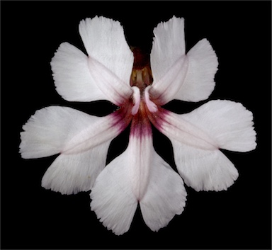 APII jpeg image of Velleia rosea  © contact APII