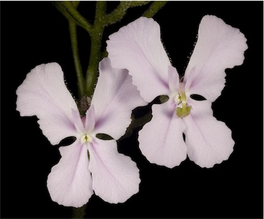 APII jpeg image of Stylidium affine  © contact APII