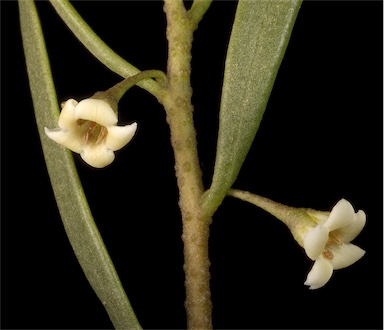 APII jpeg image of Eremophila deserti  © contact APII
