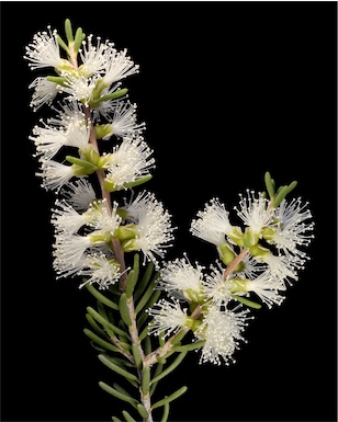 APII jpeg image of Melaleuca lanceolata  © contact APII