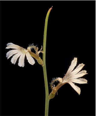 APII jpeg image of Scaevola restiacea  © contact APII