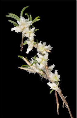 APII jpeg image of Laxmannia sessiliflora subsp. sessiliflora  © contact APII