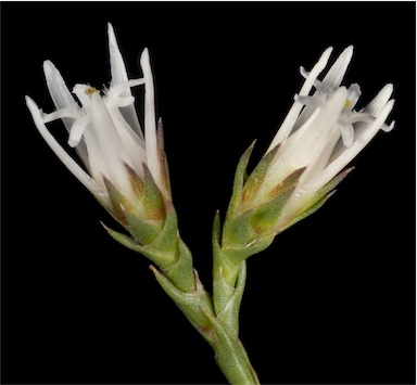 APII jpeg image of Andersonia heterophylla  © contact APII