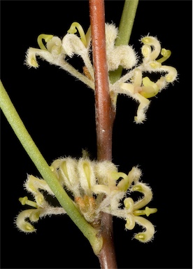 APII jpeg image of Hakea candolleana  © contact APII