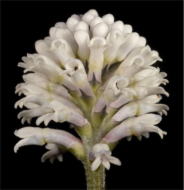 APII jpeg image of Conospermum huegelii  © contact APII