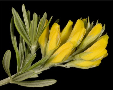 APII jpeg image of Genista linifolia  © contact APII