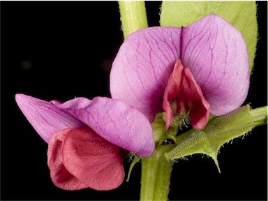 APII jpeg image of Vicia sativa subsp. sativa  © contact APII