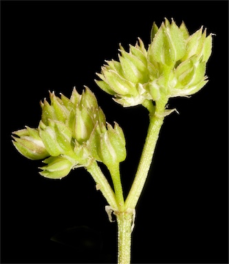 APII jpeg image of Polycarpon tetraphyllum  © contact APII