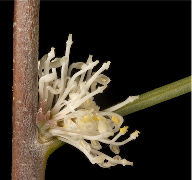 APII jpeg image of Hakea sulcata  © contact APII