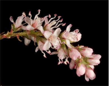 APII jpeg image of Tamarix parviflora  © contact APII