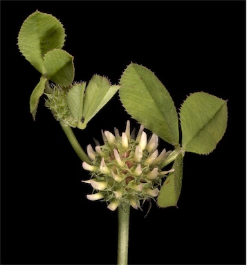 APII jpeg image of Trifolium glomeratum  © contact APII