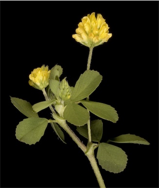 APII jpeg image of Trifolium dubium  © contact APII