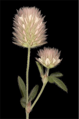 APII jpeg image of Trifolium arvense  © contact APII