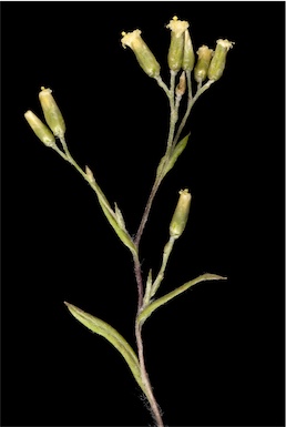 APII jpeg image of Rhodanthe pygmaea  © contact APII