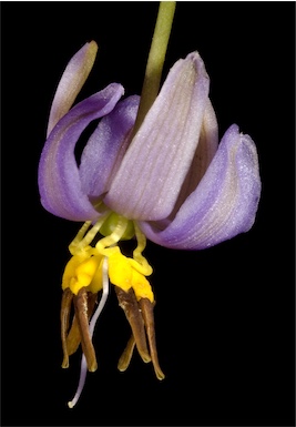 APII jpeg image of Dianella revoluta  © contact APII