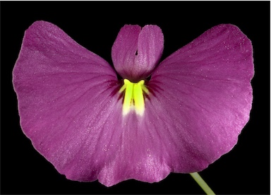 APII jpeg image of Utricularia petertaylorii  © contact APII