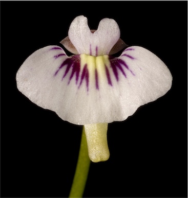 APII jpeg image of Utricularia violacea  © contact APII