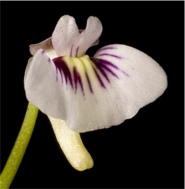 APII jpeg image of Utricularia violacea  © contact APII
