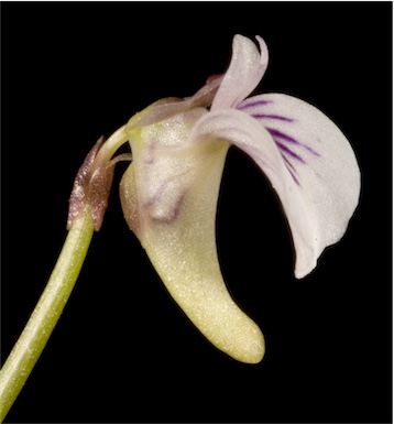 APII jpeg image of Utricularia violacea  © contact APII