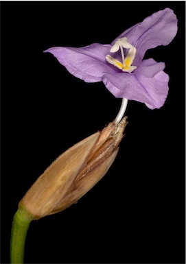 APII jpeg image of Patersonia occidentalis  © contact APII