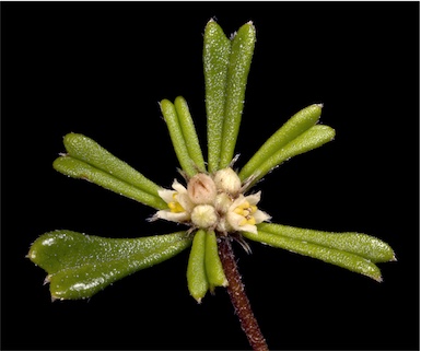 APII jpeg image of Stenanthemum emarginatum  © contact APII