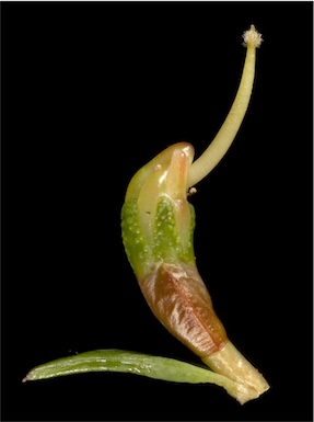 APII jpeg image of Darwinia hortiorum  © contact APII