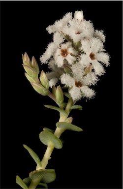 APII jpeg image of Leucopogon glabellus  © contact APII