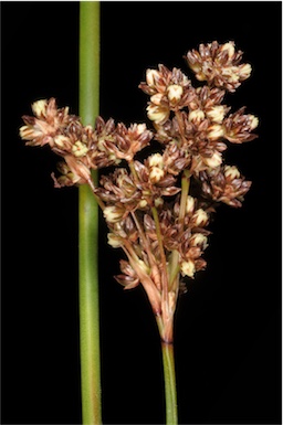 APII jpeg image of Juncus sp.  © contact APII