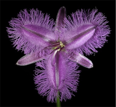 APII jpeg image of Thysanotus dichotomus  © contact APII