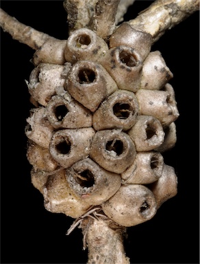 APII jpeg image of Melaleuca trichophylla  © contact APII