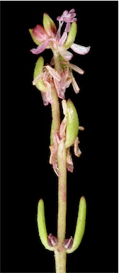 APII jpeg image of Myriophyllum tillaeoides  © contact APII