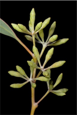 APII jpeg image of Eucalyptus celastroides subsp. celastroides  © contact APII