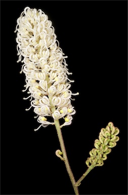 APII jpeg image of Grevillea synapheae subsp. minyulo  © contact APII