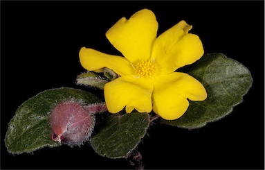 APII jpeg image of Hibbertia lasiopus  © contact APII