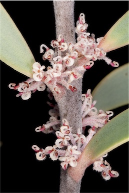 APII jpeg image of Hakea incrassata  © contact APII