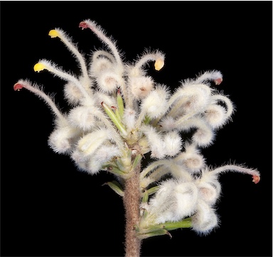 APII jpeg image of Grevillea uncinulata  © contact APII