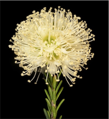 APII jpeg image of Kunzea sp.  © contact APII