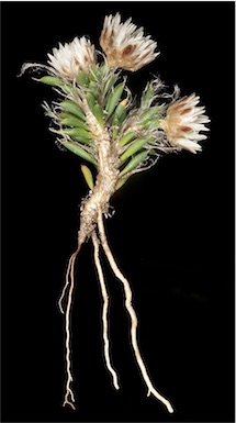 APII jpeg image of Laxmannia brachyphylla  © contact APII
