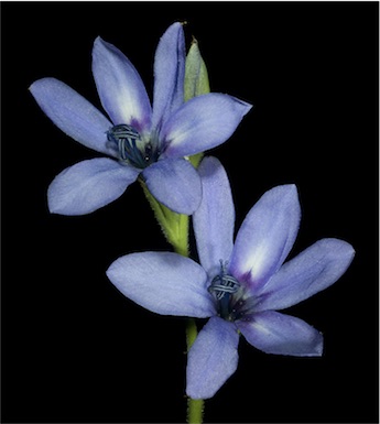 APII jpeg image of Babiana angustifolia  © contact APII