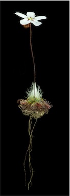 APII jpeg image of Drosera spilos  © contact APII