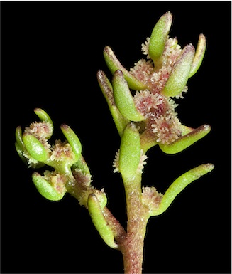 APII jpeg image of Myriophyllum echinatum  © contact APII