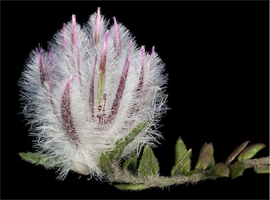 APII jpeg image of Ptilotus declinatus  © contact APII