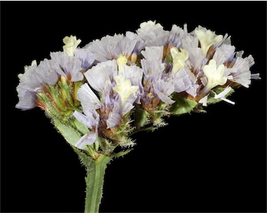 APII jpeg image of Limonium sinuatum  © contact APII