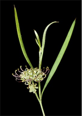 APII jpeg image of Grevillea diversifolia subsp. diversifolia  © contact APII