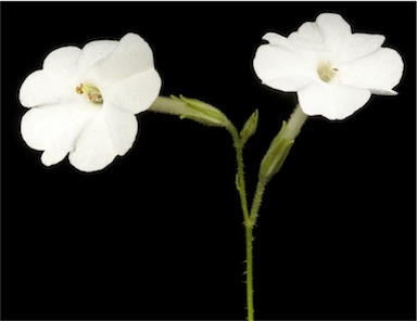 APII jpeg image of Nicotiana rosulata subsp. rosulata  © contact APII