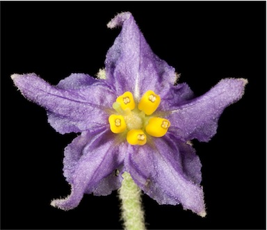 APII jpeg image of Solanum terraneum  © contact APII