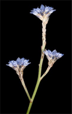 APII jpeg image of Conospermum caeruleum subsp. caeruleum  © contact APII