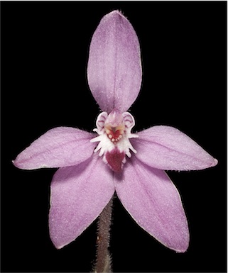 APII jpeg image of Caladenia reptans subsp. reptans  © contact APII